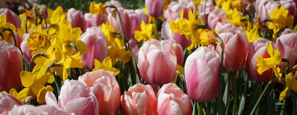daffodils and tulips by quietpurplehaze