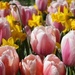 daffodils and tulips by quietpurplehaze