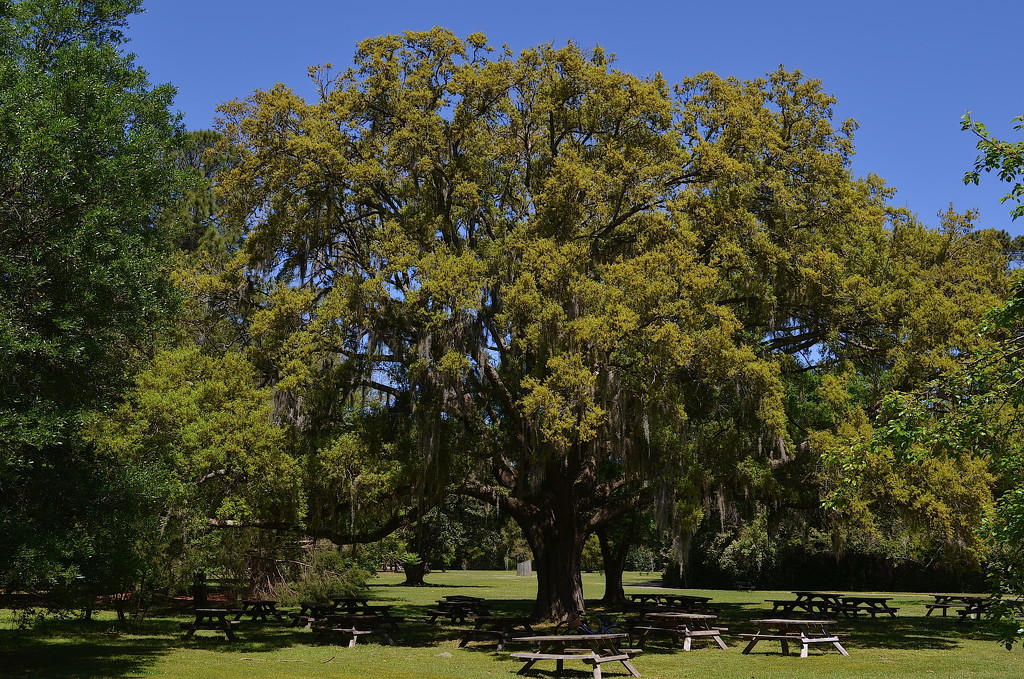 One of my favorite live oaks at Charles Towne Landing State Historic Site, Charleston, SC by congaree