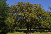 13th Apr 2016 - One of my favorite live oaks at Charles Towne Landing State Historic Site, Charleston, SC