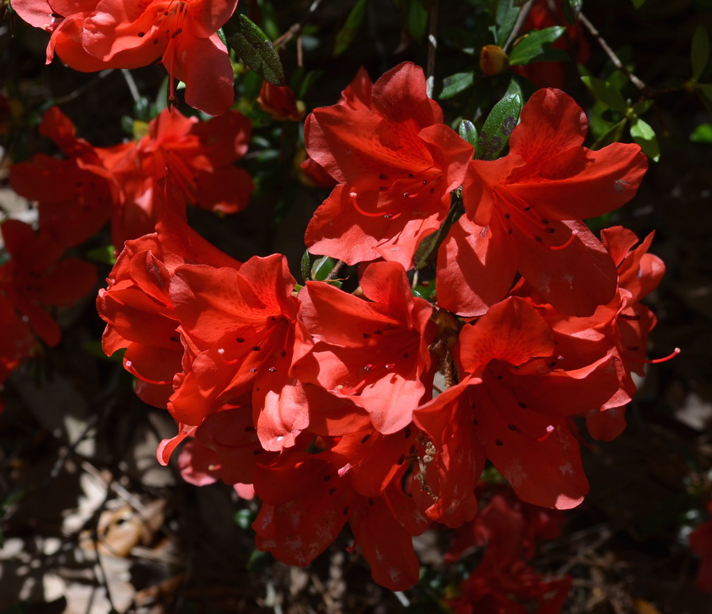 Brilliant red azaleas at Charles Towne Landing State Historic Site, Charleston, SC.  by congaree