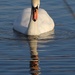  Swan 3 by oldjosh