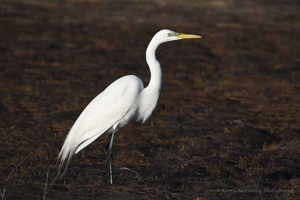 Great egret by mccarth1