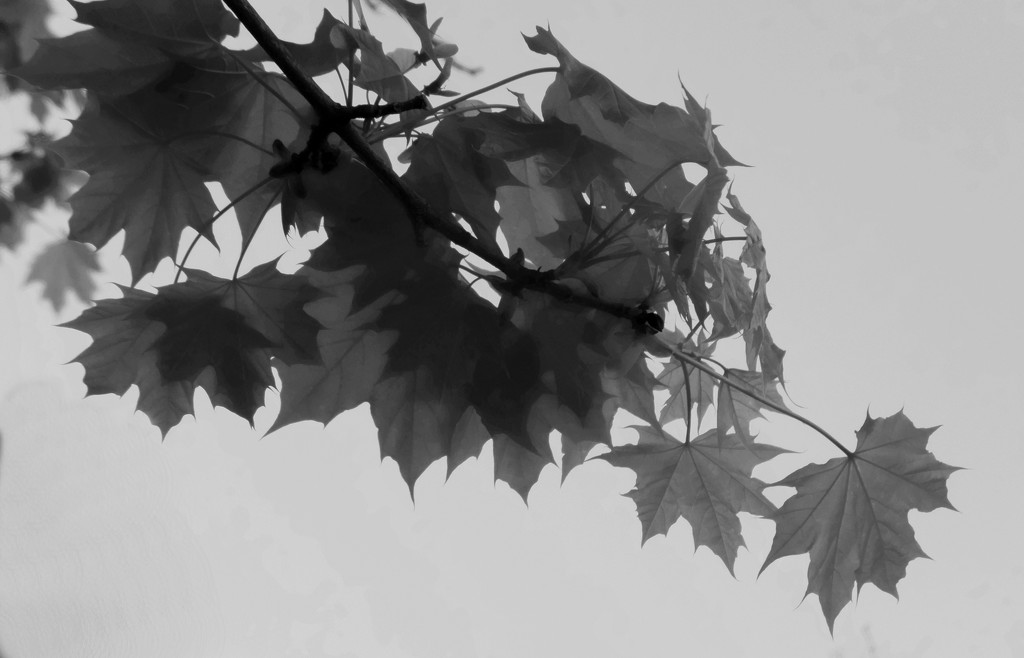 Leaves by linnypinny