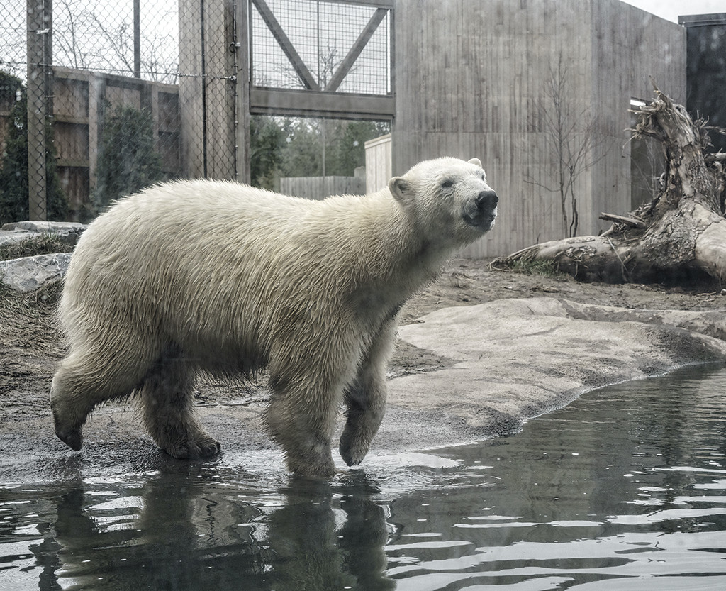 Polar Bear by gardencat