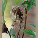 Oak leaf hydrangea by essiesue