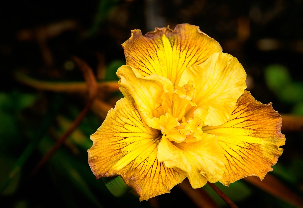 Hybrid Iris by jgpittenger