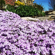 14th Apr 2016 - Phlox On The Rocks