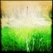 The colour of grass by mastermek