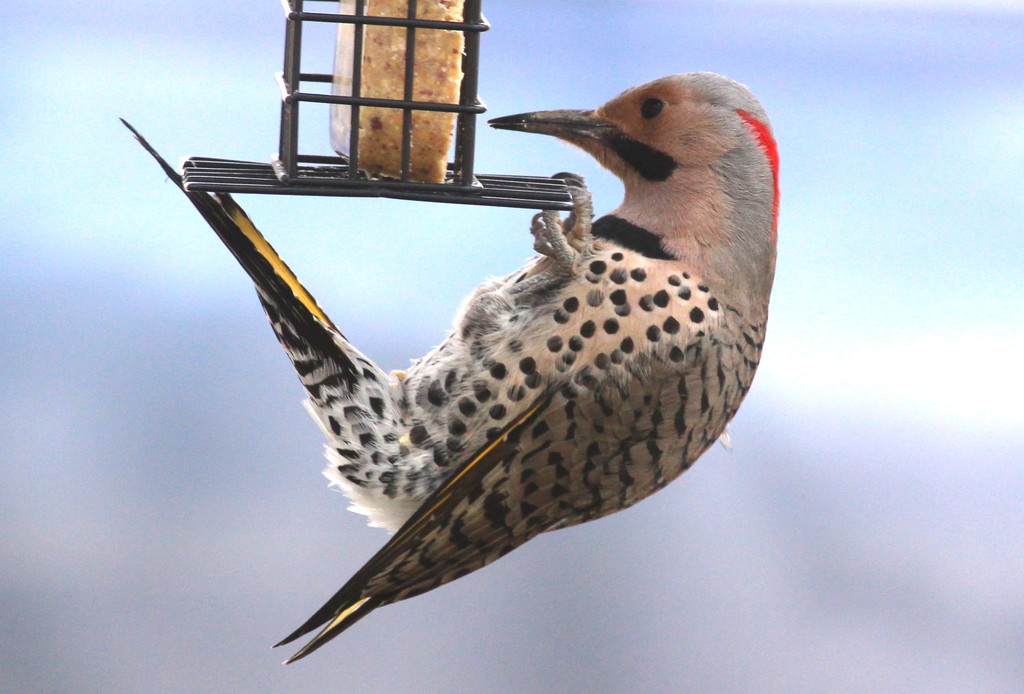 "Yellow-shafted" Flicker Woodpecker by juletee
