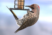 13th Apr 2016 - "Yellow-shafted" Flicker Woodpecker