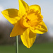 Daffodil by philhendry