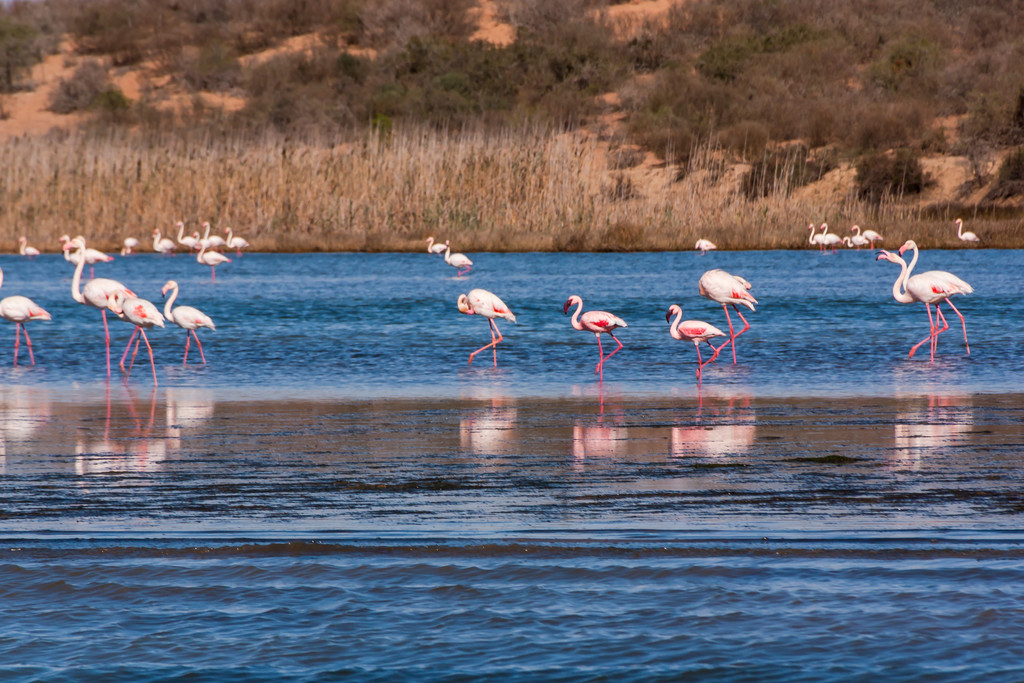 Pretty Flamingoes by seacreature