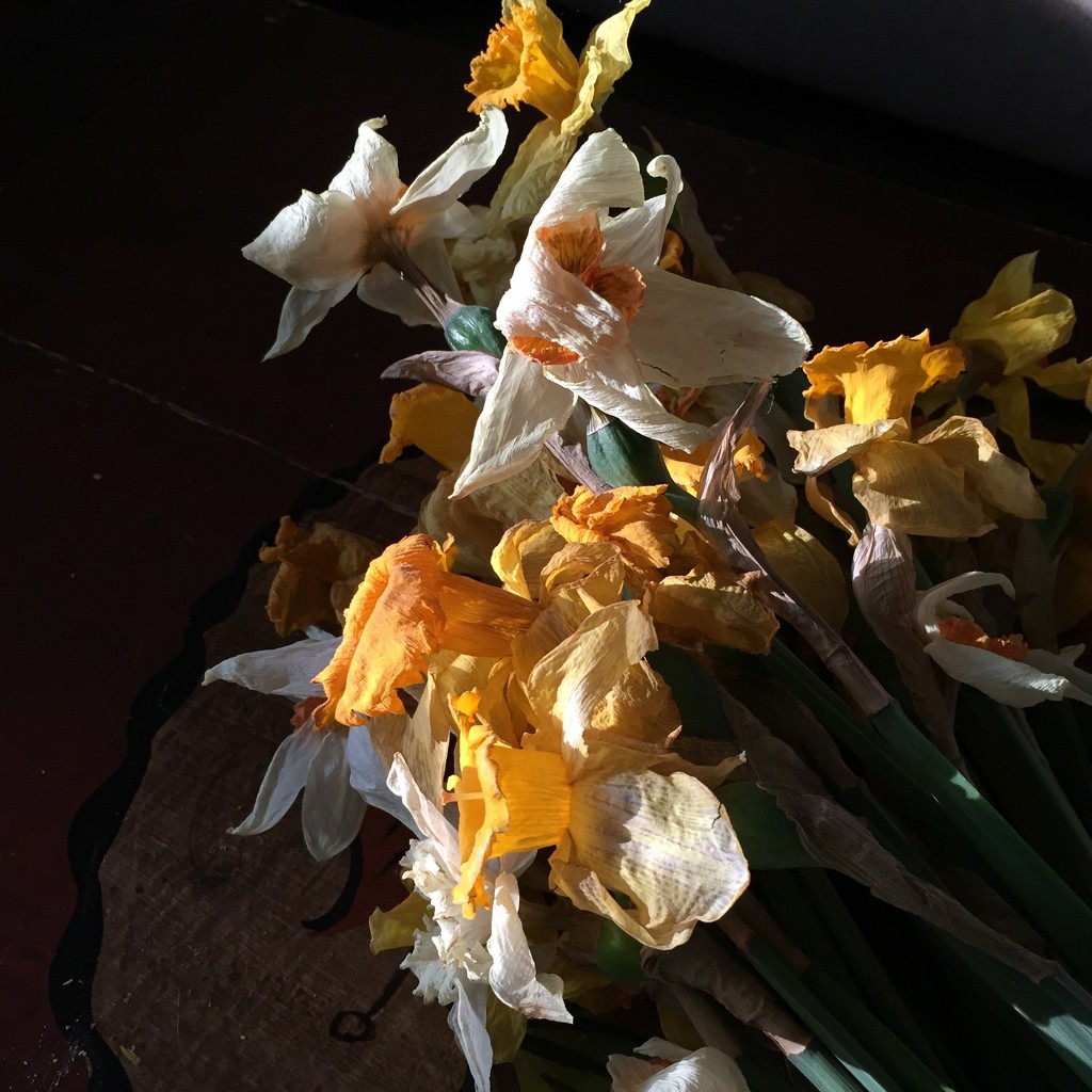 Crunchy Daffodils by beckyk365