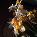 Crunchy Daffodils by beckyk365