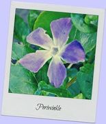 14th Apr 2016 - Periwinkle