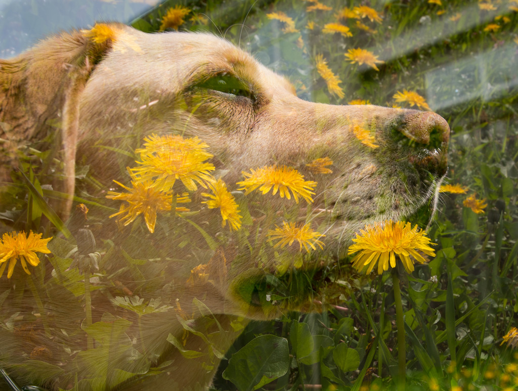 Dandelion Doggy by epcello