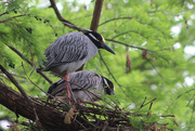 13th Apr 2016 - Yellow-crowned Night-Herons