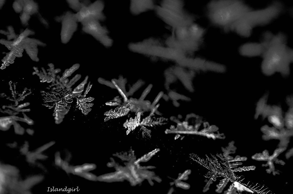 Snowflakes on my Windshield   by radiogirl