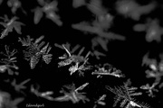 12th Apr 2016 - Snowflakes on my Windshield  