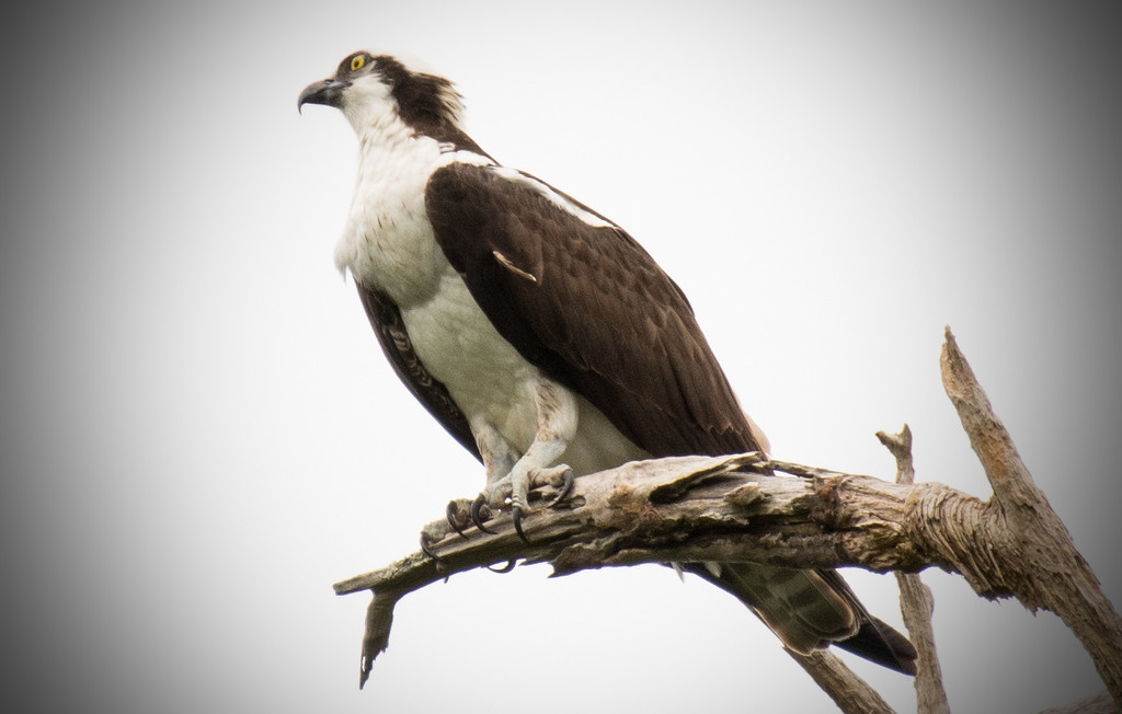 Osprey out on a limb! by rickster549