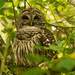 The Barred Owl! by rickster549