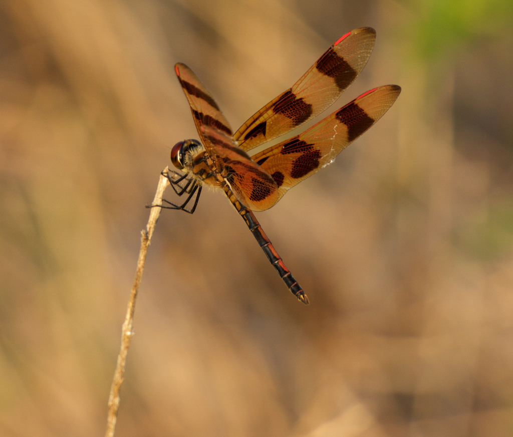 I went looking for birds and found only dragonflies by eudora