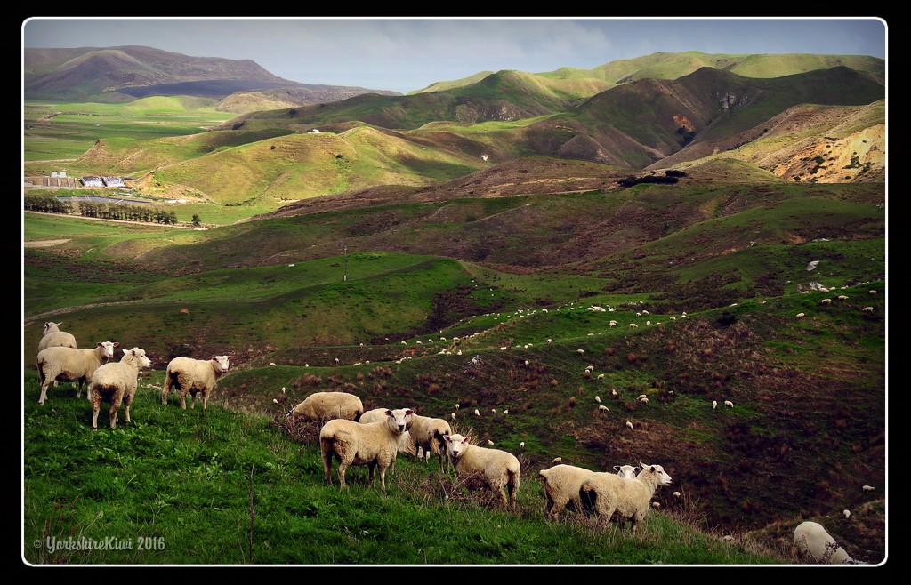 Sheep Country by yorkshirekiwi