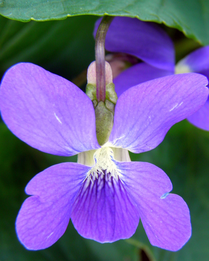 Violet by daisymiller