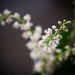 Little Bouquet by tina_mac