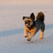 Milo in the snow 3 by nicoleterheide