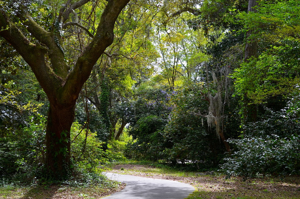 Path in the park, Charles Towne Landing State Historic Site by congaree