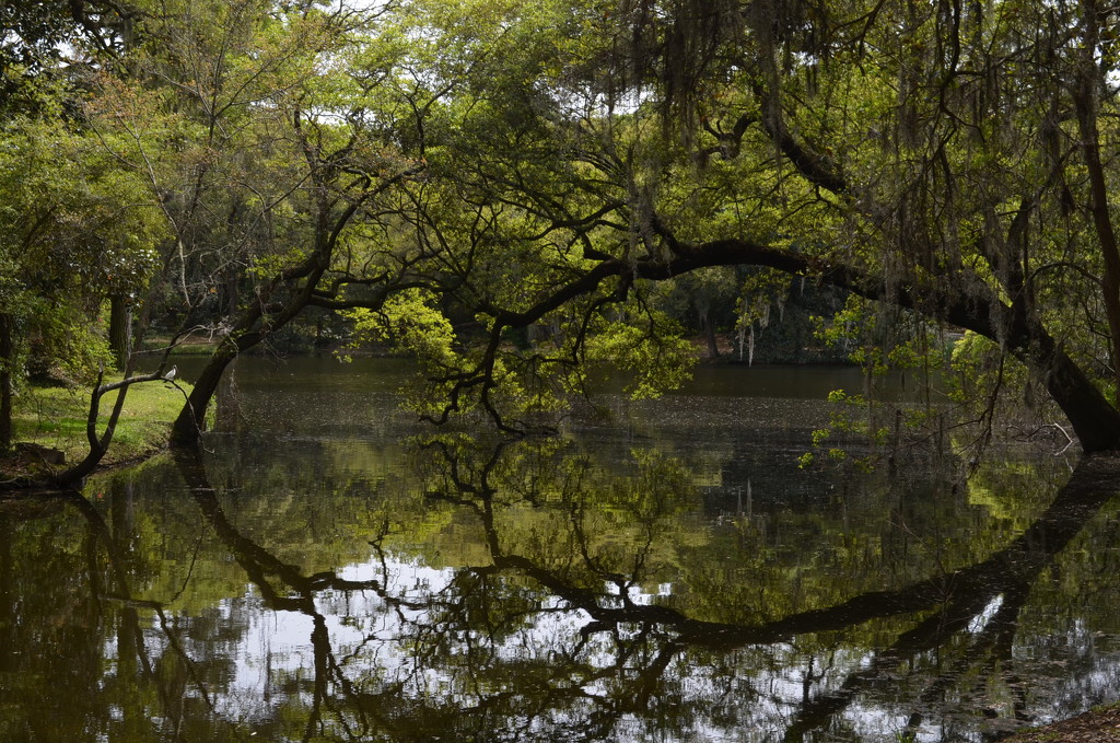 Reflections, live oak, Charles Towne Landing State Historic Site by congaree