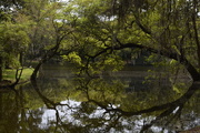 14th Apr 2016 - Reflections, live oak, Charles Towne Landing State Historic Site