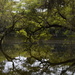 Reflections, live oak, Charles Towne Landing State Historic Site by congaree