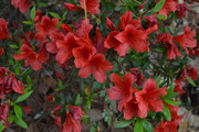 14th Apr 2016 - Azaleas