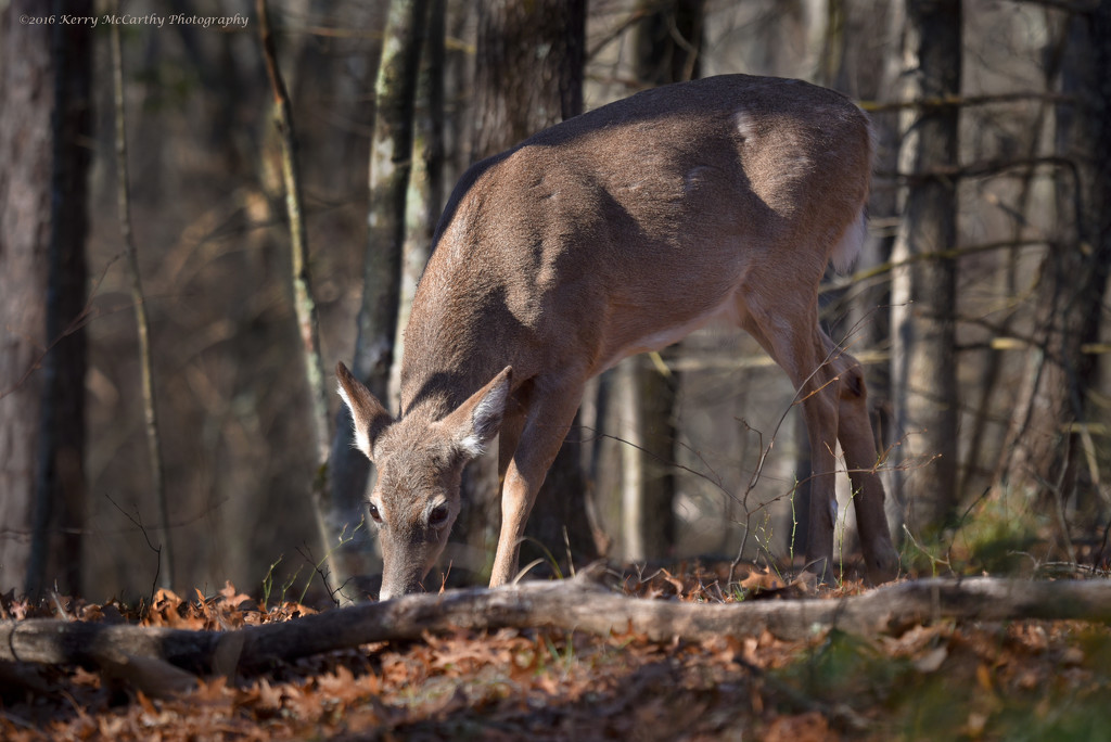 Grazing in the woods by mccarth1