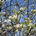 Greengage blossom by lellie