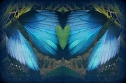 14th Apr 2016 - Beautiful Blue Butterfly Love