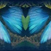 Beautiful Blue Butterfly Love by alophoto