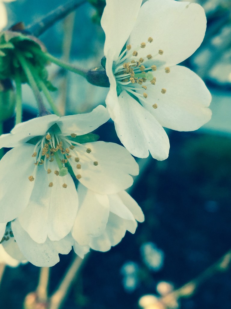White blossoms by pfaith7