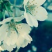 White blossoms by pfaith7