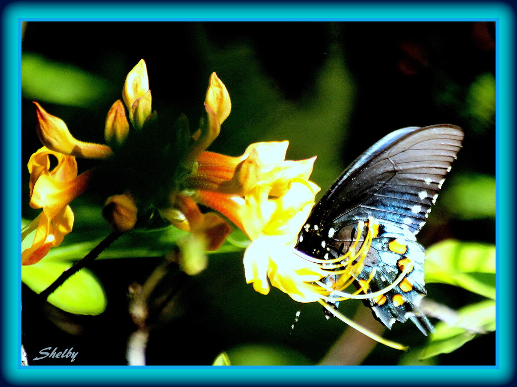 Butterfly on Honeysuckle by vernabeth