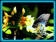 11th Apr 2016 - Butterfly on Honeysuckle