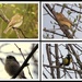 Four Little Birds by oldjosh