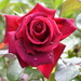 Raindrops On Roses_DSC9686 by merrelyn