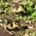 Ducklings by mattjcuk