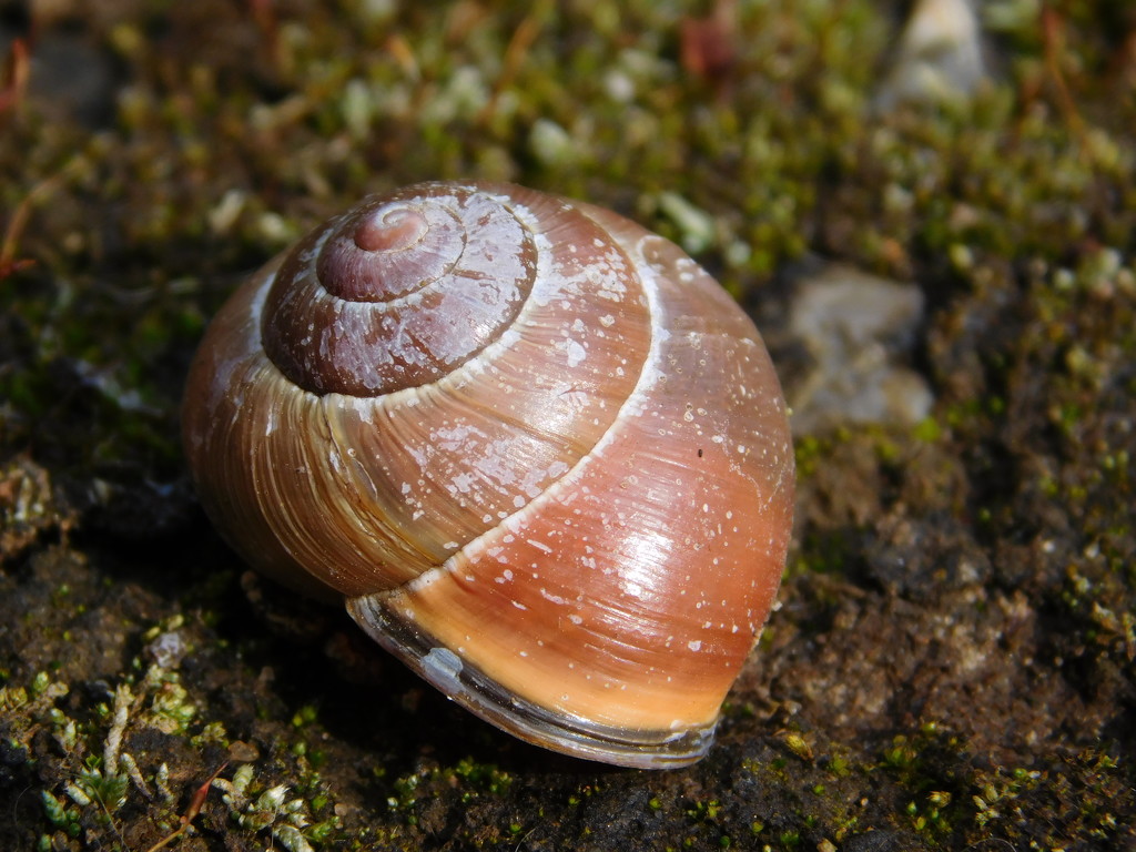 Snail shell by 365anne