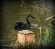 14th Apr 2016 - Black Swan