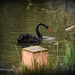 Black Swan by rosiekind